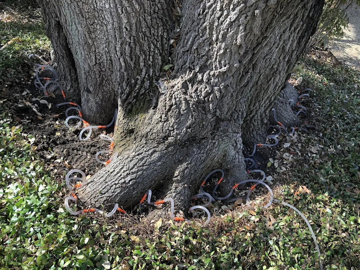 Detailed Tree Cabling and Bracing job site in Mammoth Lakes