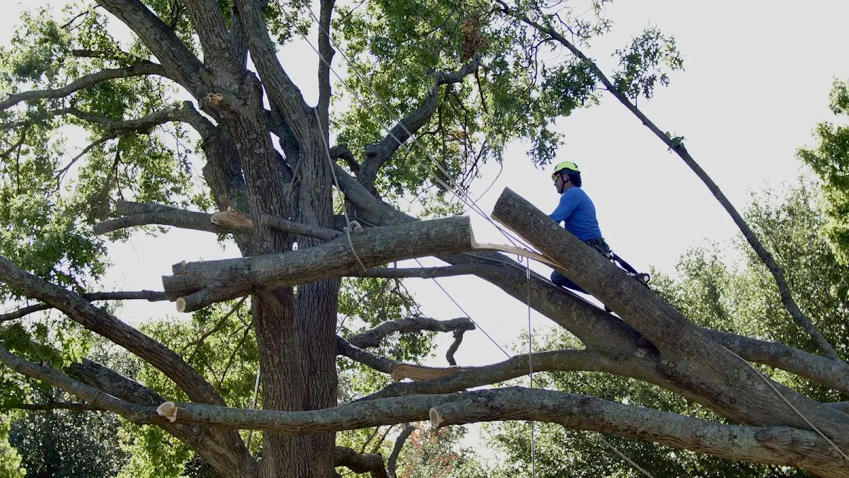 Professional Crown Thinning performed by certified arborists in Mammoth Lakes